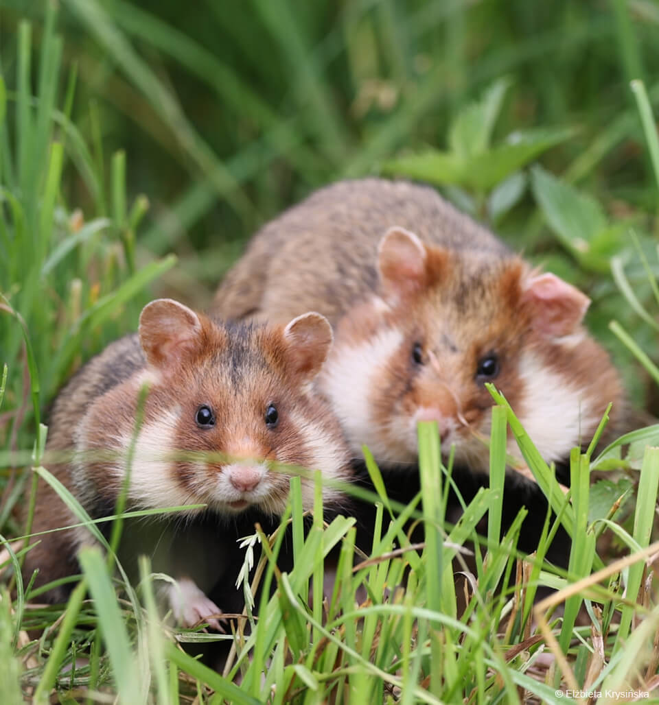 para chomików europejskich