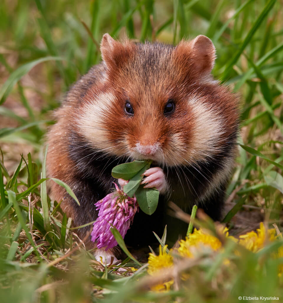 chomik europejski na łące