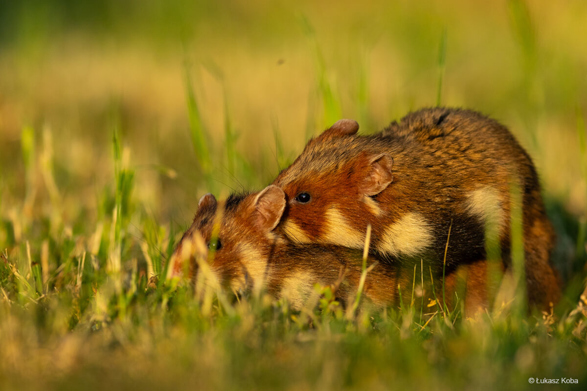 zaloty chomików europejskich
