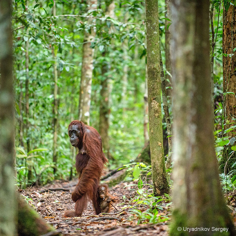 Borneo - orangutany