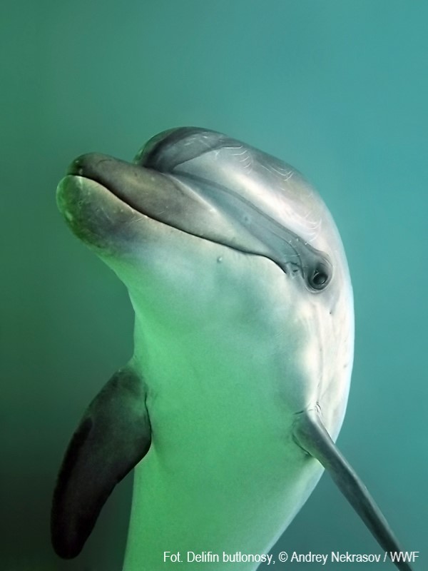 Delfin