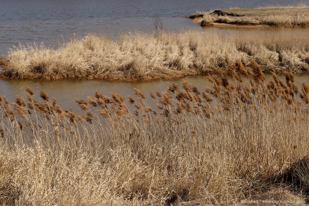 brzegi rzeki na obszarze Międzyodrza