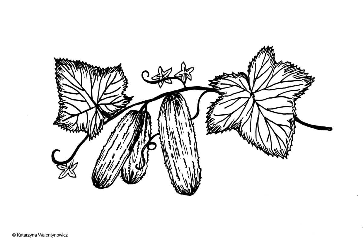 ilustracja dieta przyjazna planecie