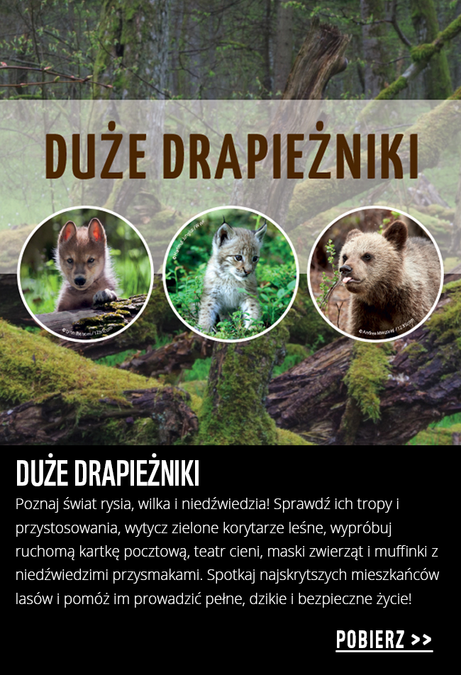 Drapieżniki duże