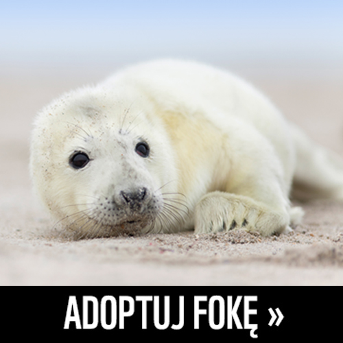 adoptuj fokę wwf