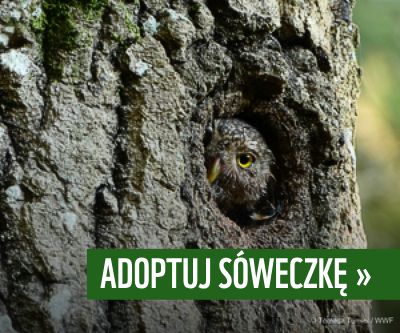 adoptuj sóweczkę