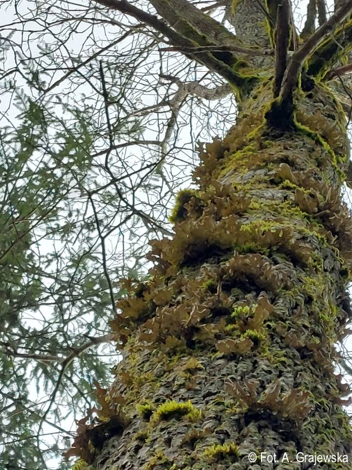 czernidłak gromadny