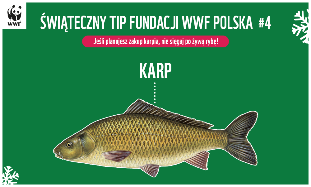 infografika Karp