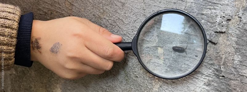 bezkręgowce pod lupą