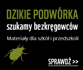 Dzikie podwórka szukamy bezkręgowców - materiały dla szkół i przedszkoli. Sprawdź!