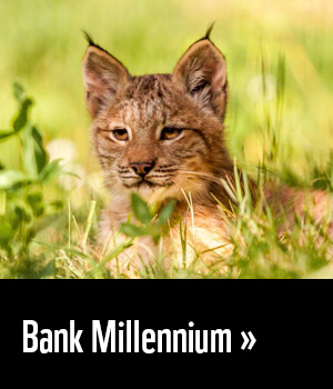 Bank Millennium