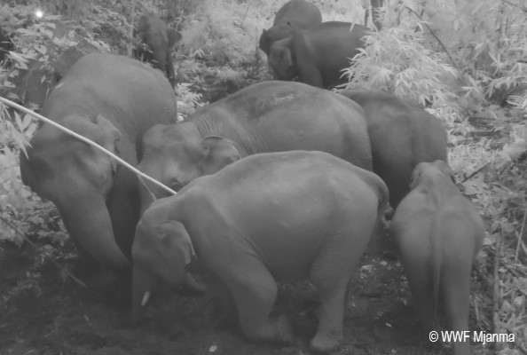 Słonie nagrane prze fotopułapkę