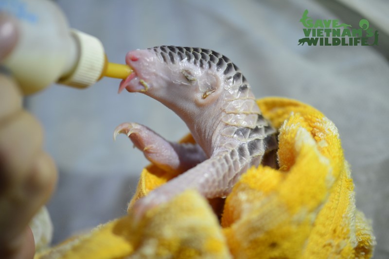 Mały pangolin uratowany przez Save Vietnam's Wildlife