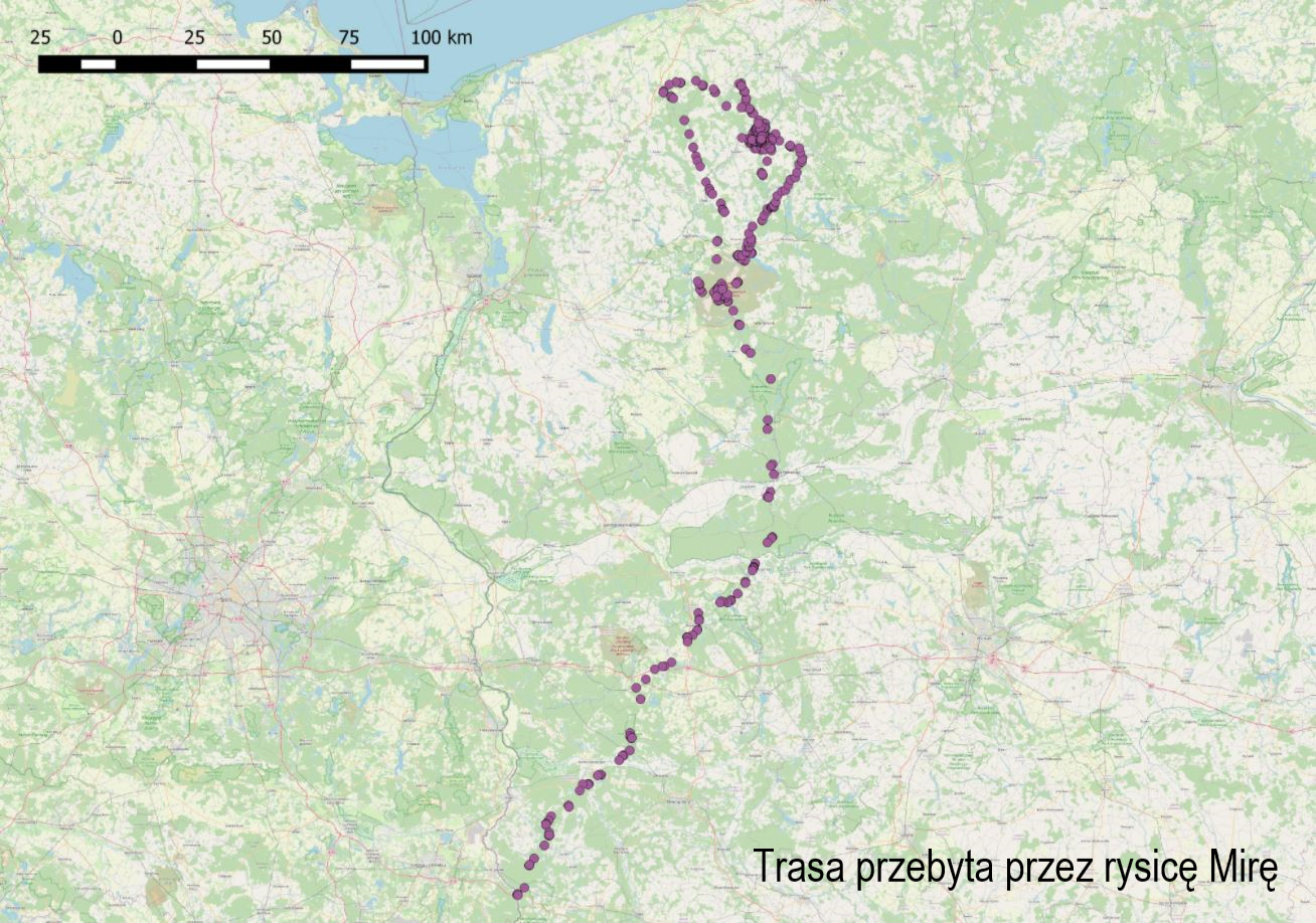 Mapa wędrówki rysicy Miry