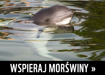 Wspieraj morświny >>