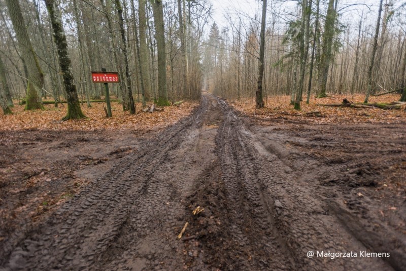 Rozjeżdżona Puszcza Białowieska