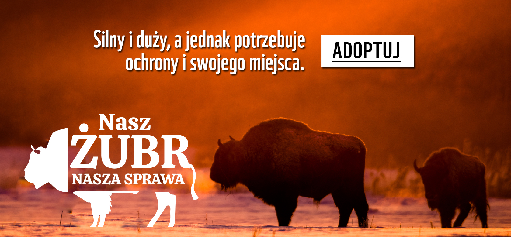 Baner adoptuj żubra