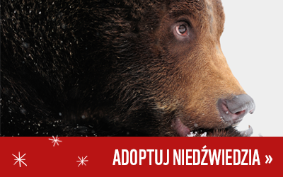 Adoptuj niedźwiedzia