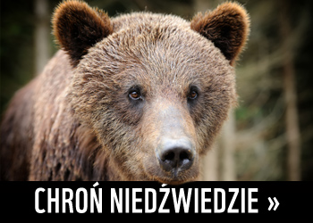 Chroń niedźwiedzie >>