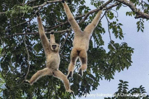 Gibbony białoręki