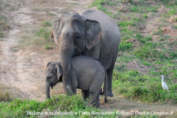 Rodzina słoni indyjskich w Parku Narodowym Kuiburi 