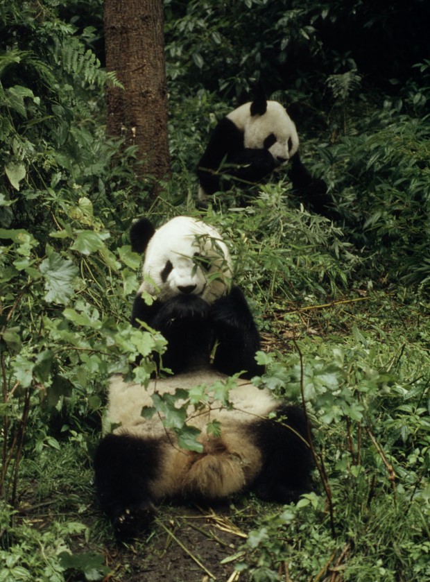 Pandy jedzące pędy bambusa