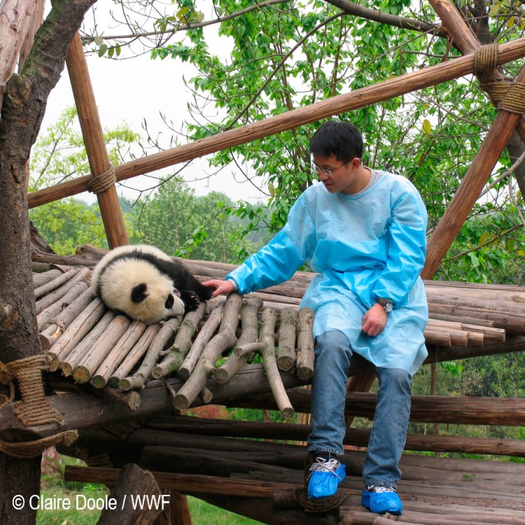 Mała panda z opiekunem