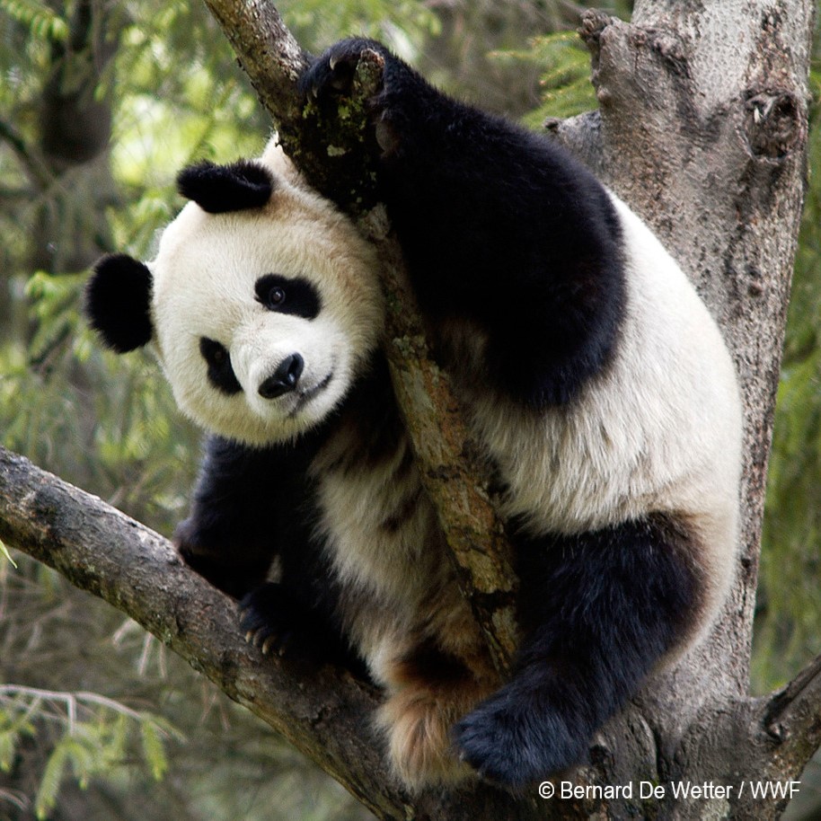 Panda wspinająca się na drzewo