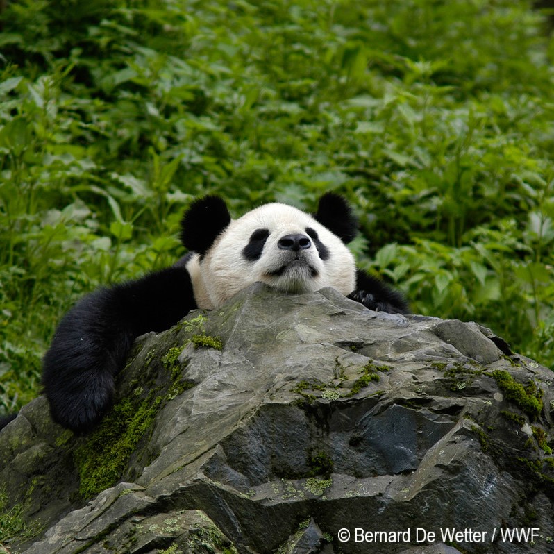 Panda wielka odpoczywająca na skale