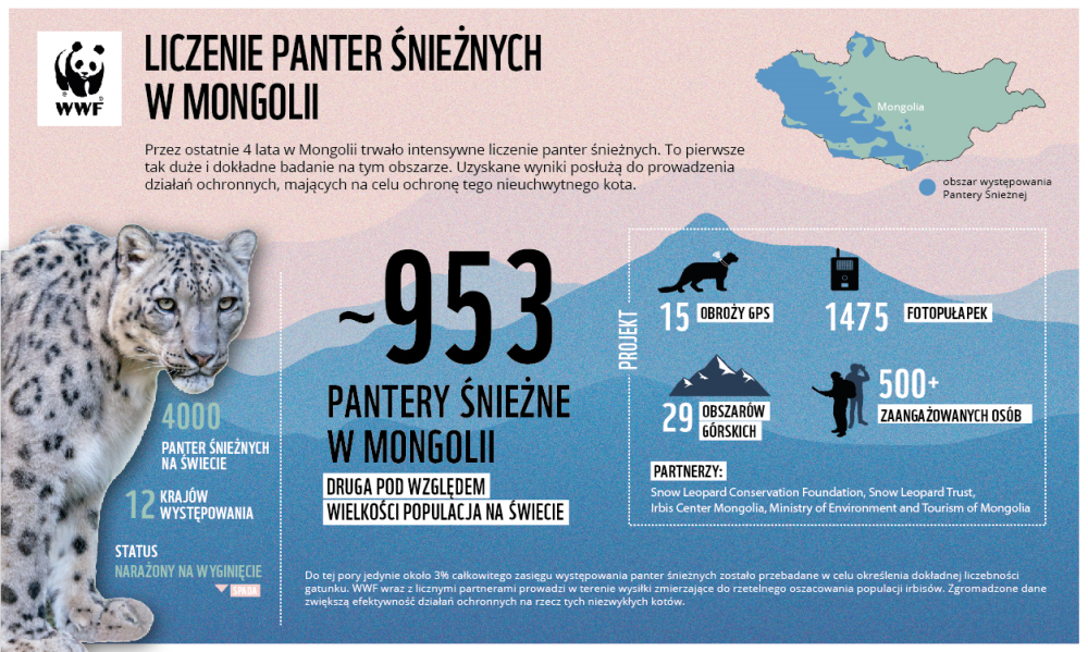 Infografika o liczeniu panter śnieżnych