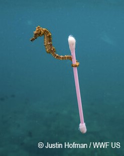 Konik morski zaczepiony na plastikowym patyczku
