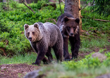 Niedźwiedzie brunatny