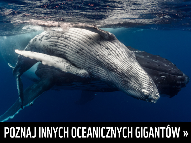 poznaj innych oceanicznych gigantów