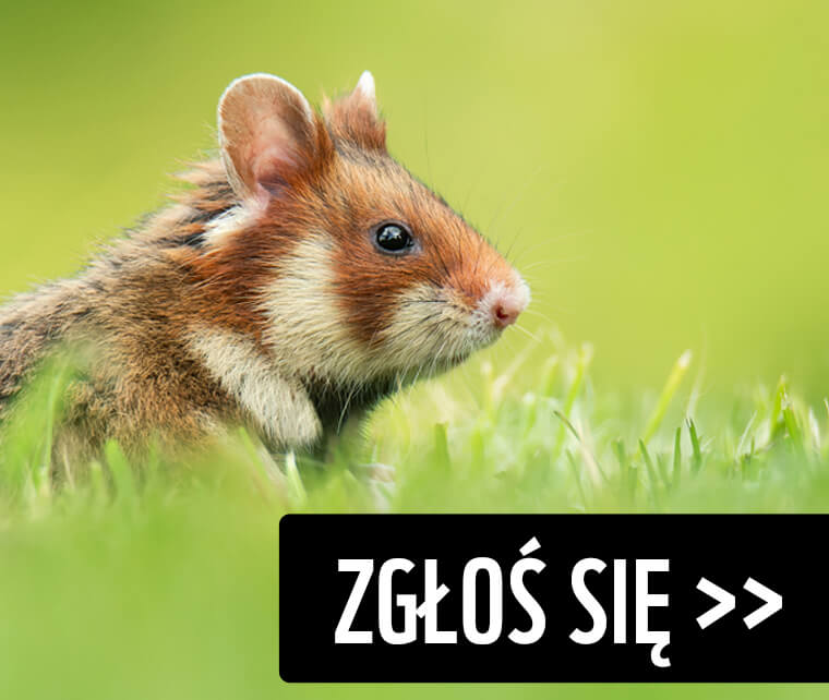 Zgłoś się do programu