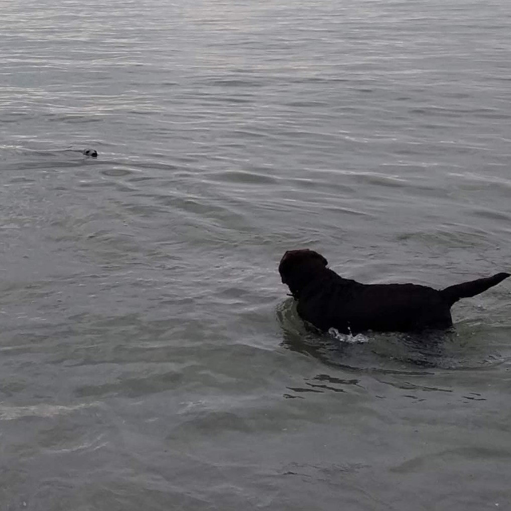 Pies i foka w morzu