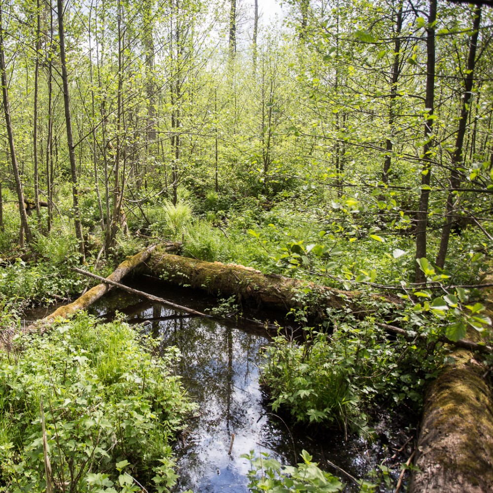 Puszcza białowieska