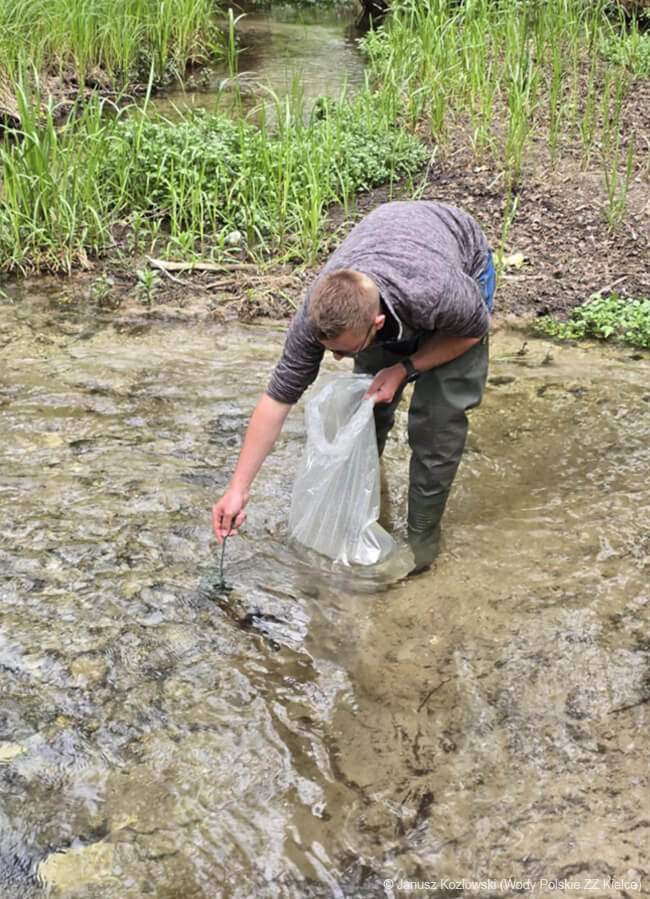 Renaturyzacja rzeki Wiernej