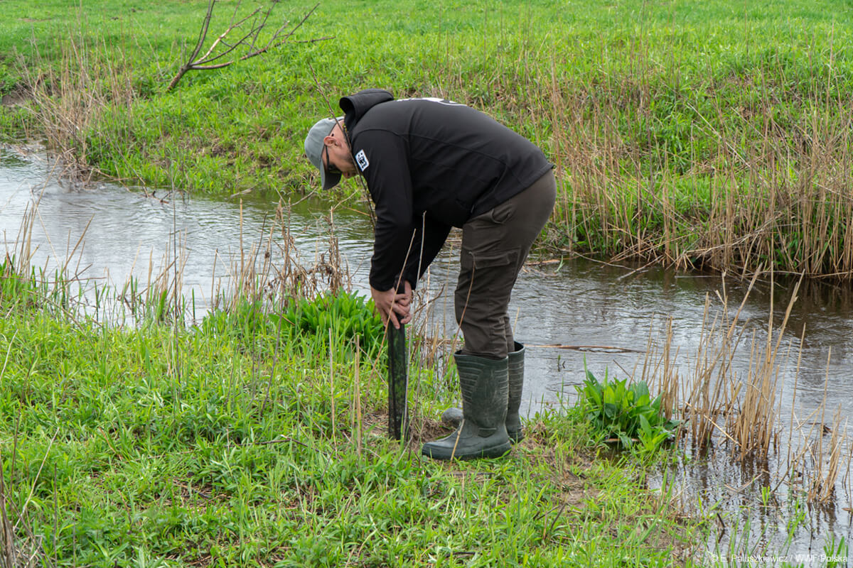 Renaturyzacja rzeki Szum