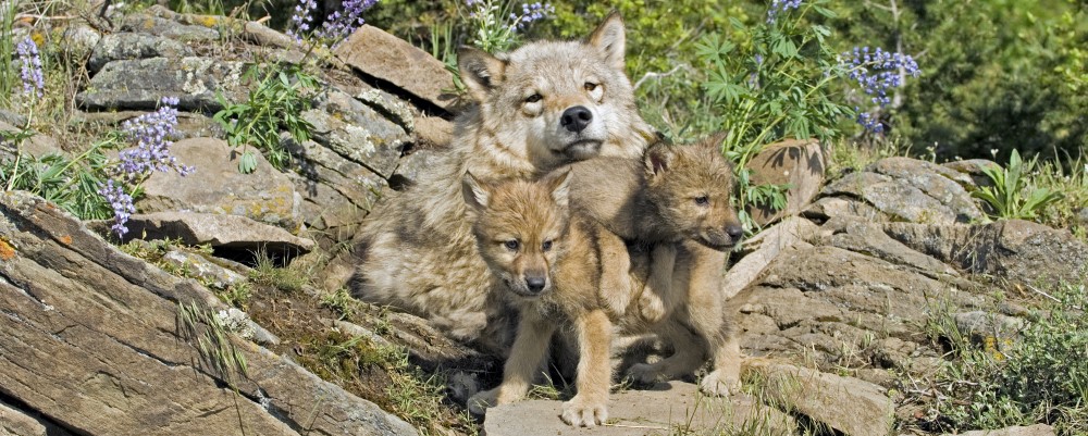 Rodzina wilków