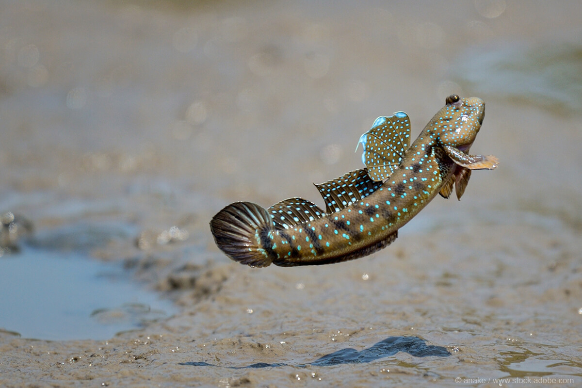 Poskoczek mułowy (Periophthalmus barbarus)