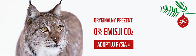 Adoptuj rysia