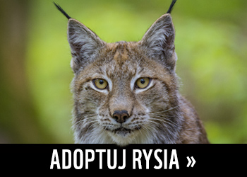 Adoptuj rysia >>