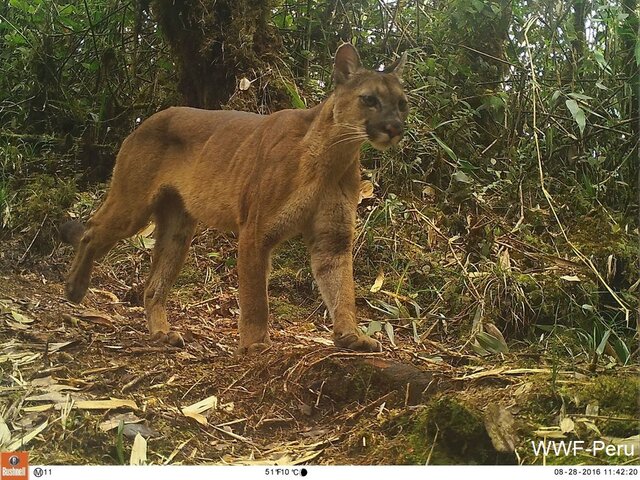 Tygrys, pantera, puma – to nie są zwierzęta domowe | WWF Polska