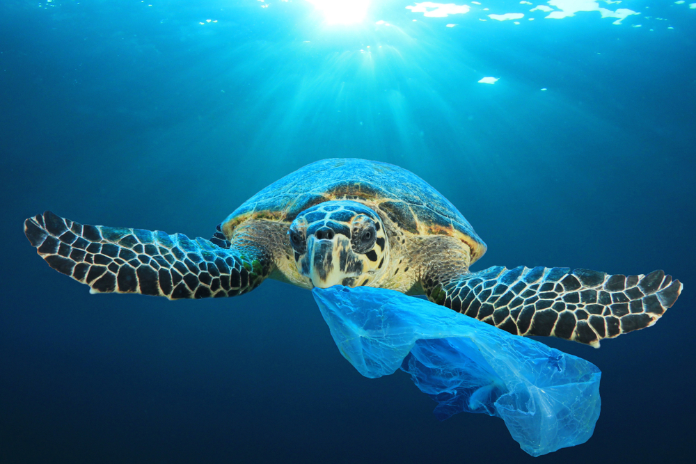 plastik w oceanach