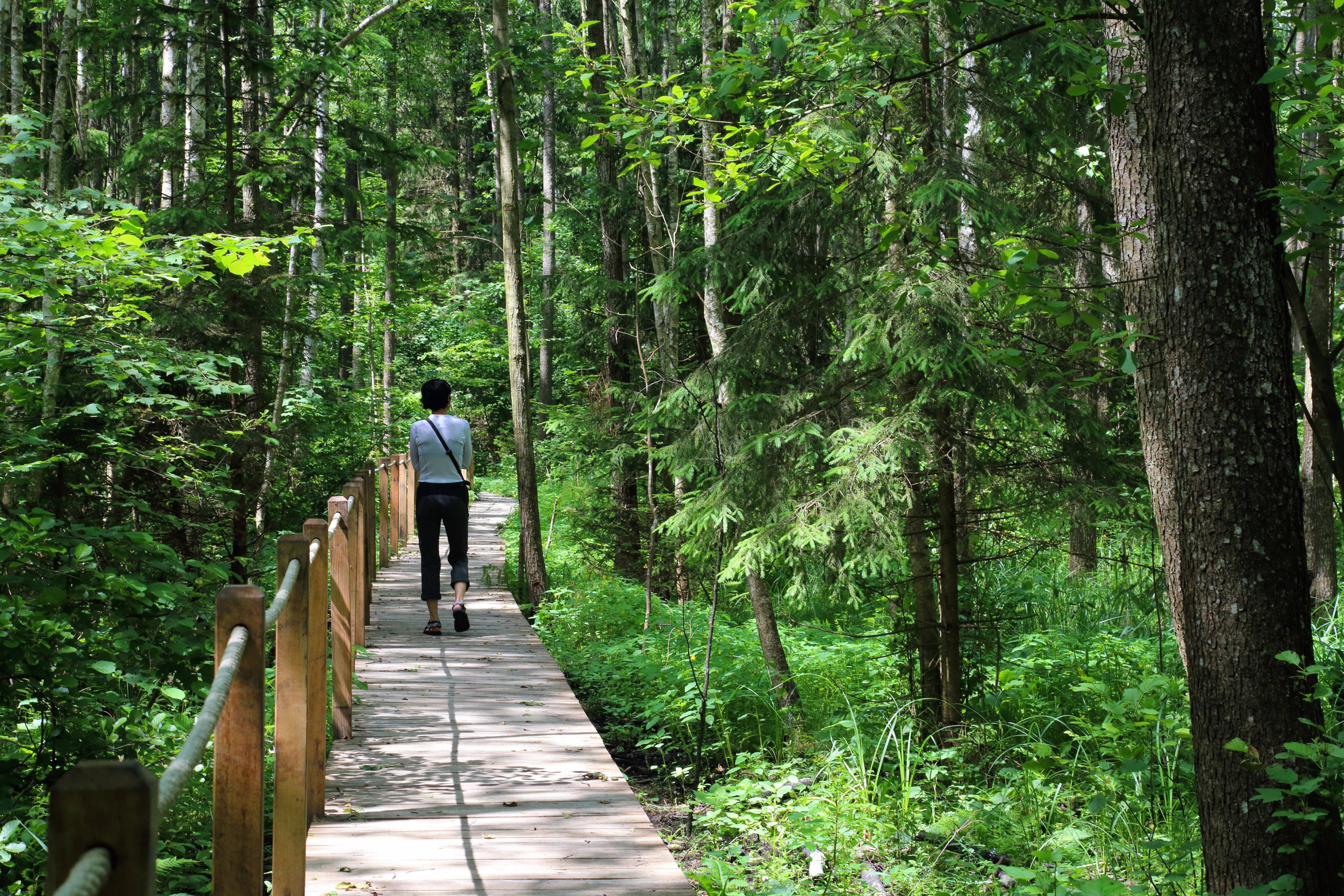 Puszcza Białowieska