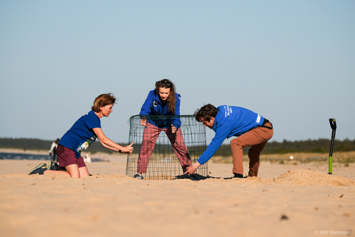 Na zdjęciu widać troje wolontariuszy Błękitnego Patrolu WWF, zakładających na plaży kosz ochronny dla sieweczek obrożnych
