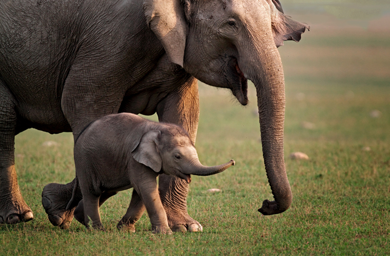 Słonik z mamą