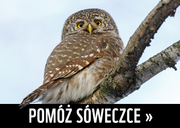 Pomóż sóweczce >>