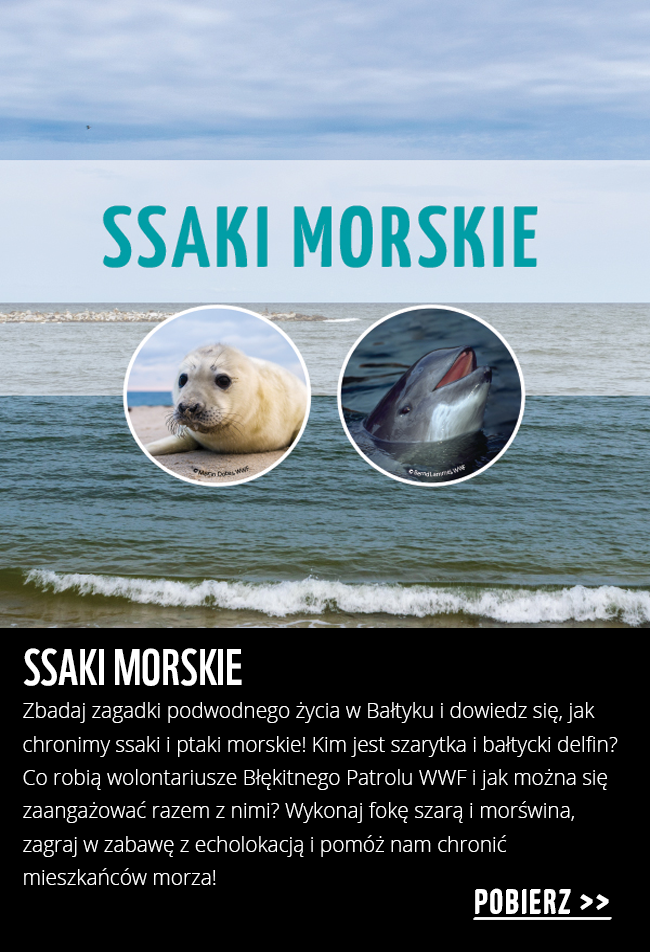 Ssaki morskie