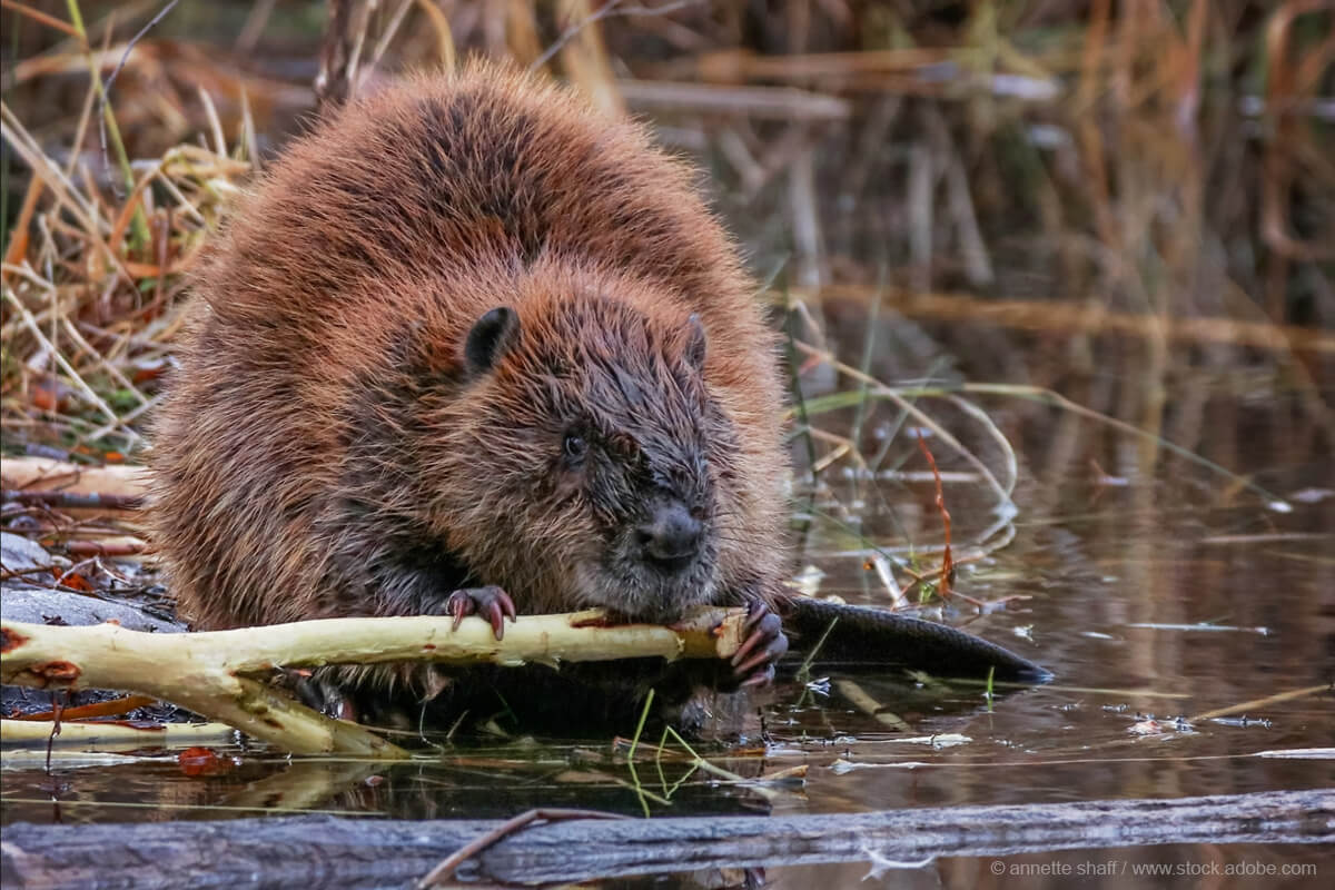 bóbr gryzący gałąź